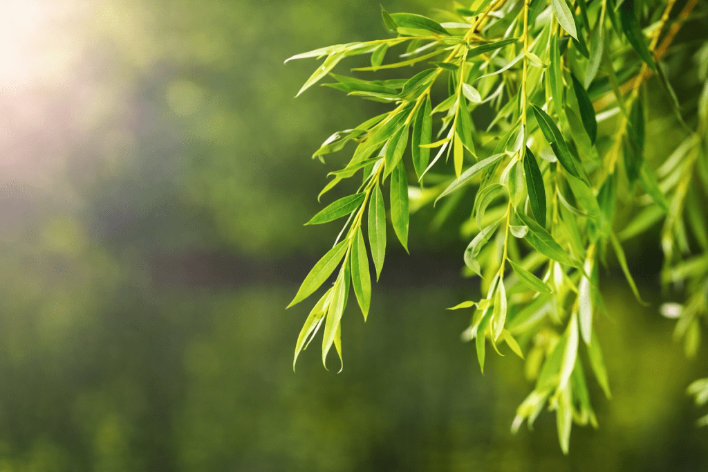 Willow image with soft blurred background
